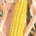 33628ce5b49e1cd2315a0a5ada4f822d-3