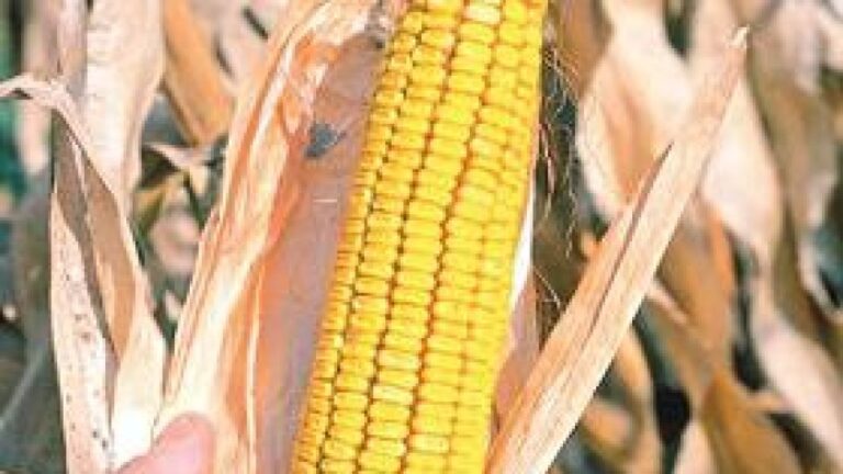 33628ce5b49e1cd2315a0a5ada4f822d-3