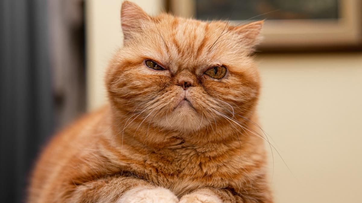 6252ddd172d28064388999c8a5c8e208