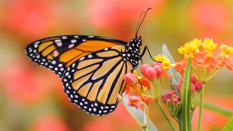 8231175bd7370460b712c46f6f83915b