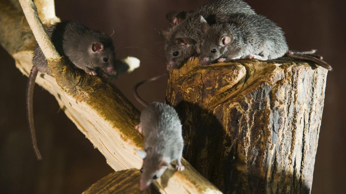 6a040a92ff3d14c4a236e4054e577159